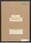 Diatoma rhombicum O'Meara (de-Toni-Nr.: Genus 58, Species 2543) Zeichnungen Sammlung Grunow Nr. 5095 (NHMW-BOT-W0373373)